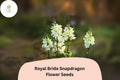 Antirrhinum majus Royal Bride Snapdragon Seeds â€“ 1000+ Pure White Fragrant Blooms for Garden & Bouquets