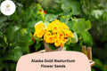 Alaska Gold Nasturtium Seeds â€“ Edible Yellow Flowers, Variegated Foliage