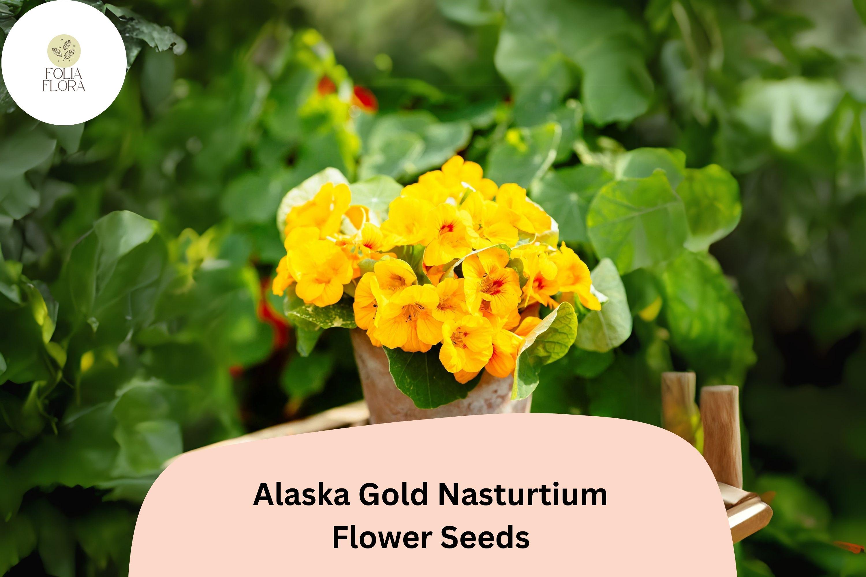 Alaska Gold Nasturtium Seeds â€“ Edible Yellow Flowers, Variegated Foliage
