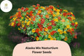 Tropaeolum majus Alaska Mix Nasturtium Seeds â€“ 50+ Vibrant Blooms & Variegated Foliage