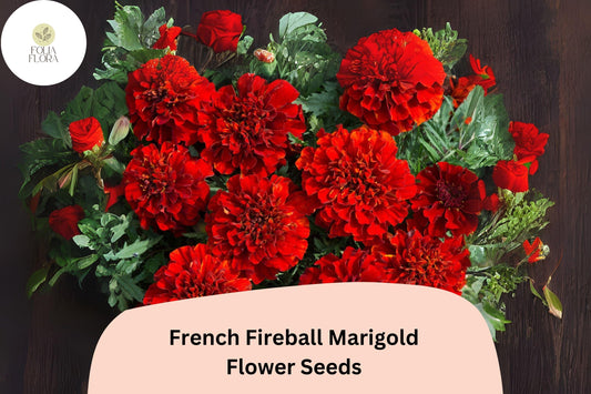 French Fireball Marigold Seeds â€“ 25+ Red & Gold Bicolor Blooms