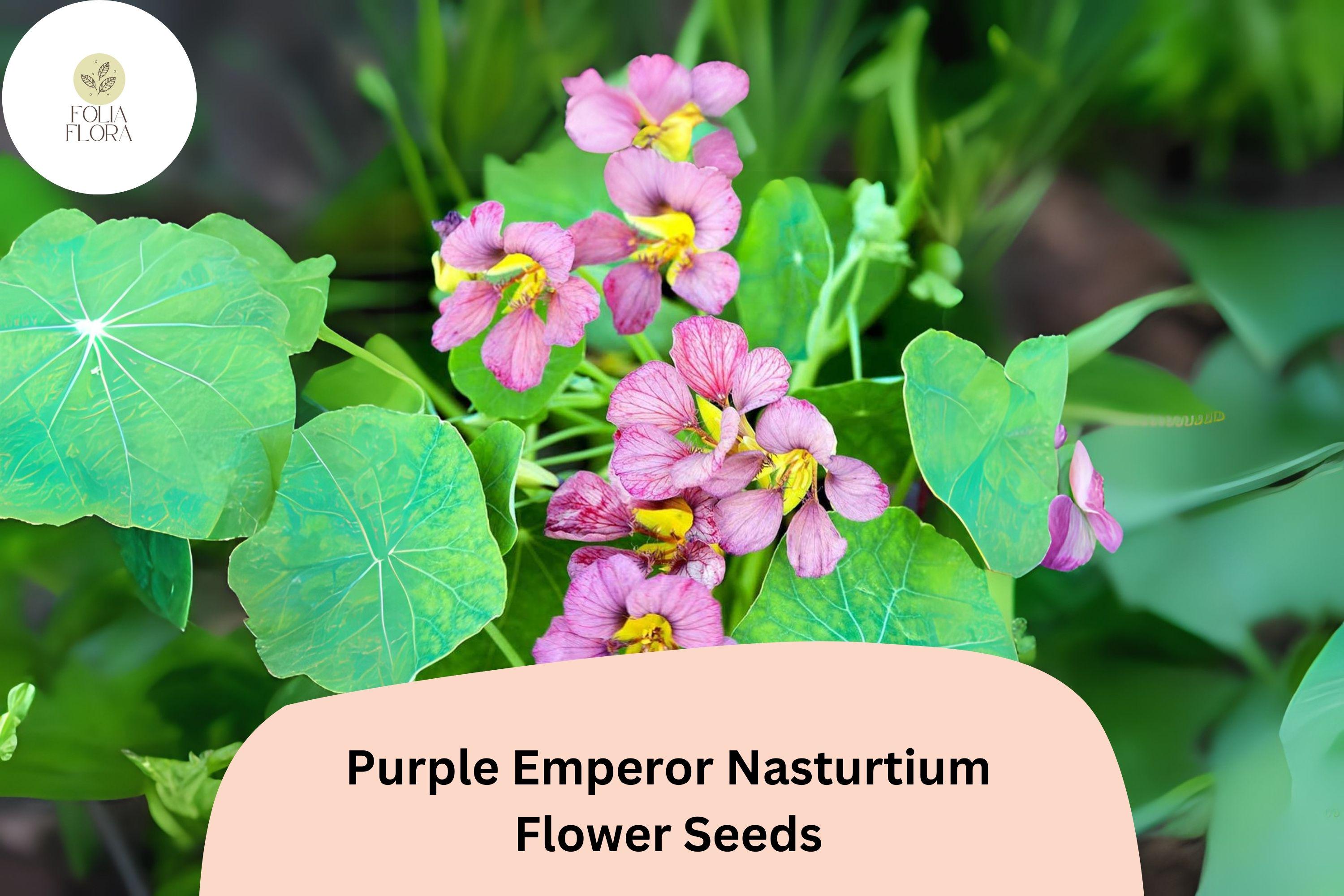 Tropaeolum majus Purple Emperor Nasturtium Seeds â€“ 50+ Deep Burgundy Blooms for Garden & Containers