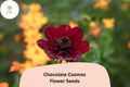 Cosmos atrosanguineus Chocolate Cosmos Seeds â€“ 200+ Velvety Dark Blooms with Sweet Cocoa Scent