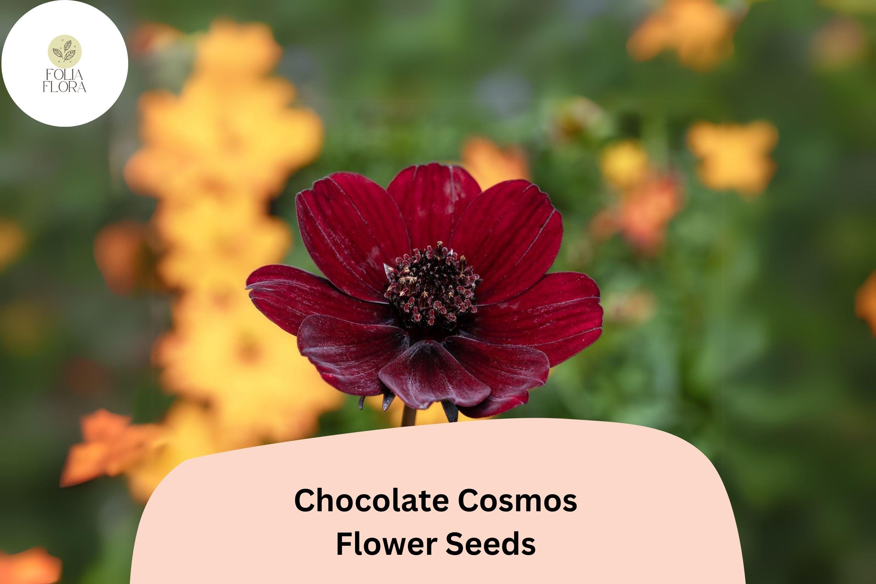 Cosmos atrosanguineus Chocolate Cosmos Seeds â€“ 200+ Velvety Dark Blooms with Sweet Cocoa Scent