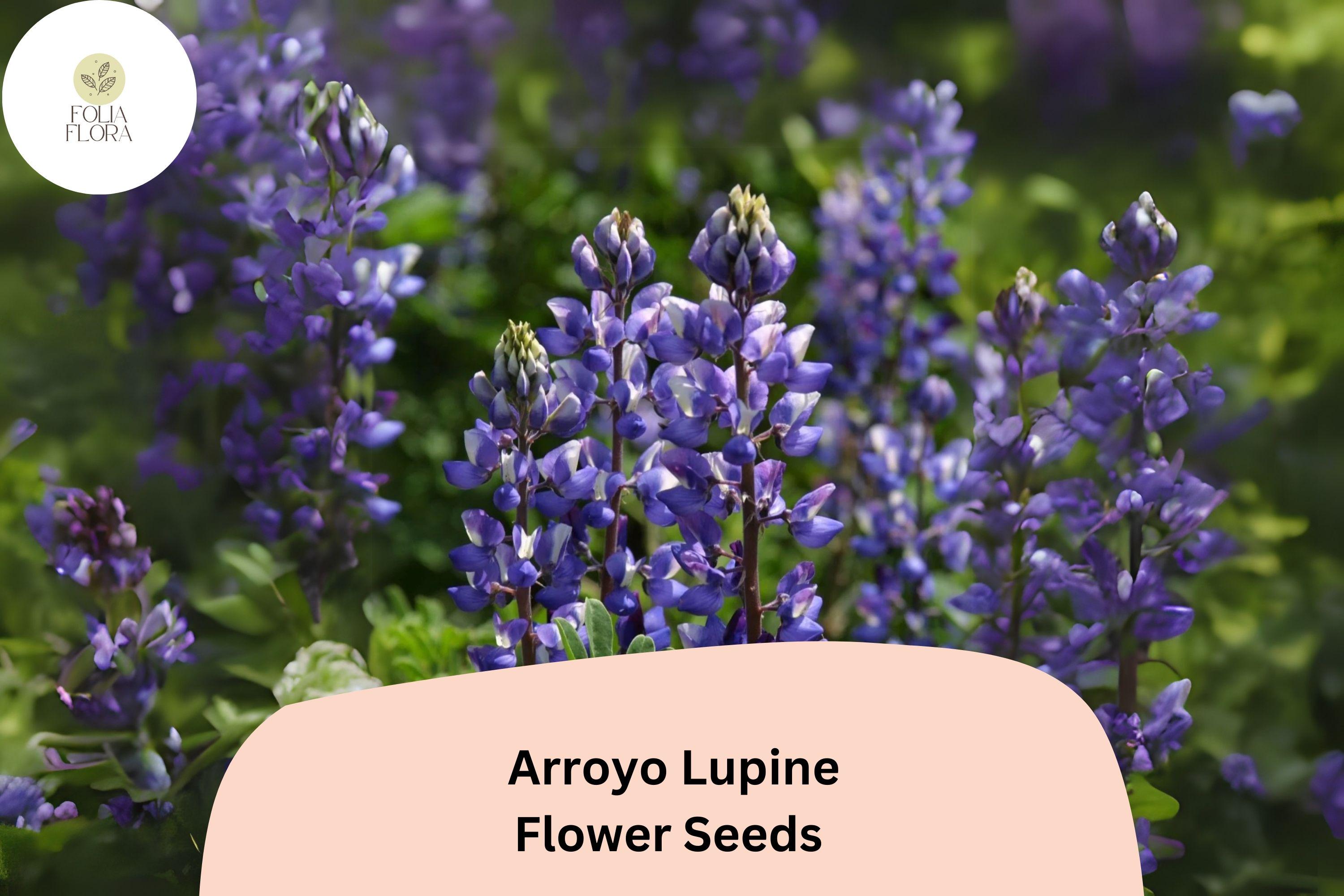 Arroyo Lupine Seeds â€“ Blue-Purple Wildflowers, Pollinator Garden