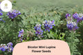 Lupinus Bicolor Mini Lupine Seeds â€“ 25+ Compact Wildflowers for Pollinators & Gardens