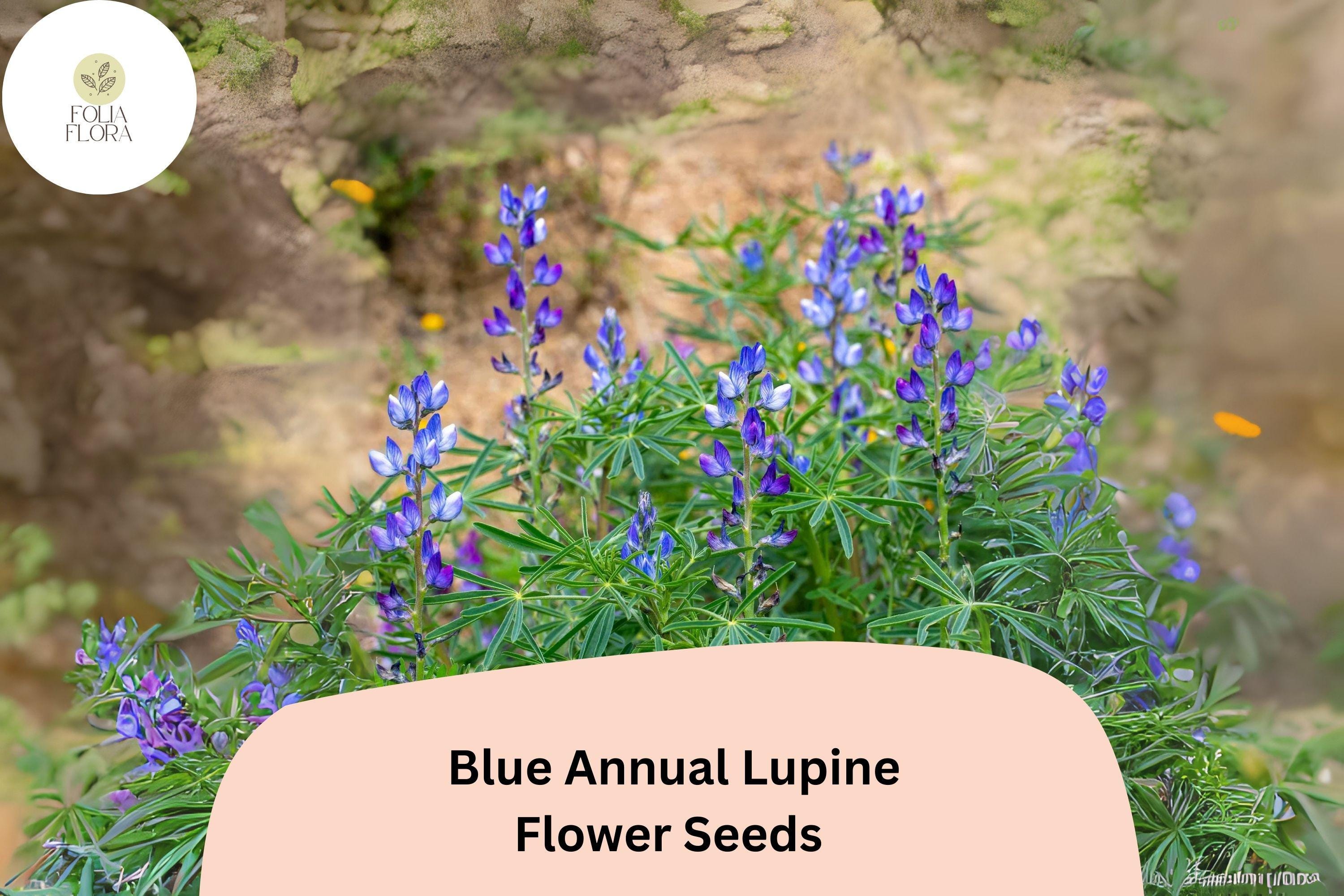 Lupinus angustifolius Blue Annual Lupine Seeds â€“ 25+ Vibrant Wildflowers for Pollinators & Gardens