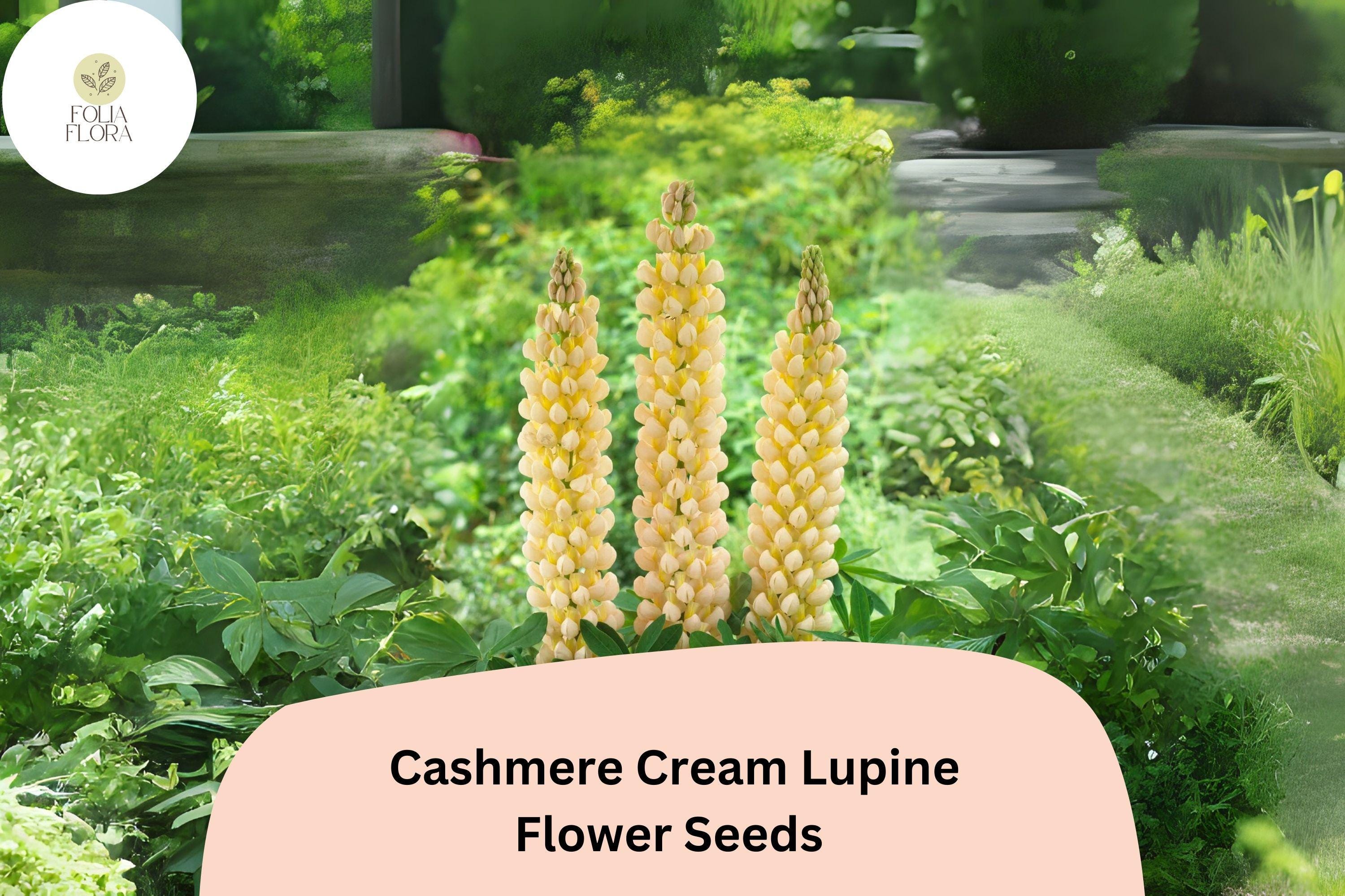 Lupinus â€˜Cashmere Creamâ€™ Lupine Seeds â€“ 25+ Elegant Creamy White Blooms for Gardens & Pollinators
