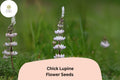 Lupinus â€˜Chickâ€™ Lupine Seeds â€“ 25+ Seeds for Garden Planting & Pollinators
