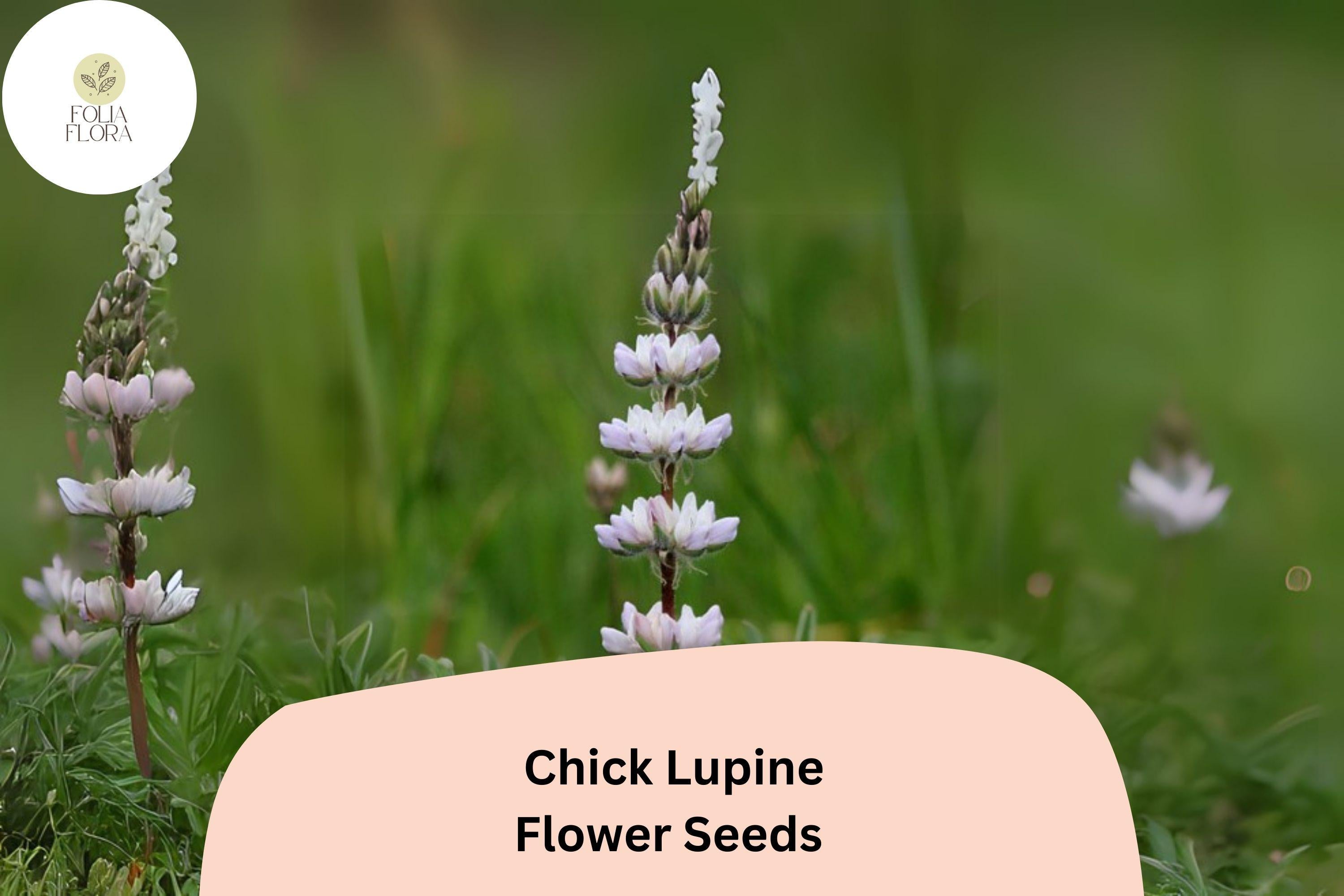 Lupinus â€˜Chickâ€™ Lupine Seeds â€“ 25+ Seeds for Garden Planting & Pollinators