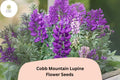 Cobb Mountain Lupine Seeds – Purple Flowering Perennial for Gardens, Borders, Pollinator Attractant, 25+ Seeds