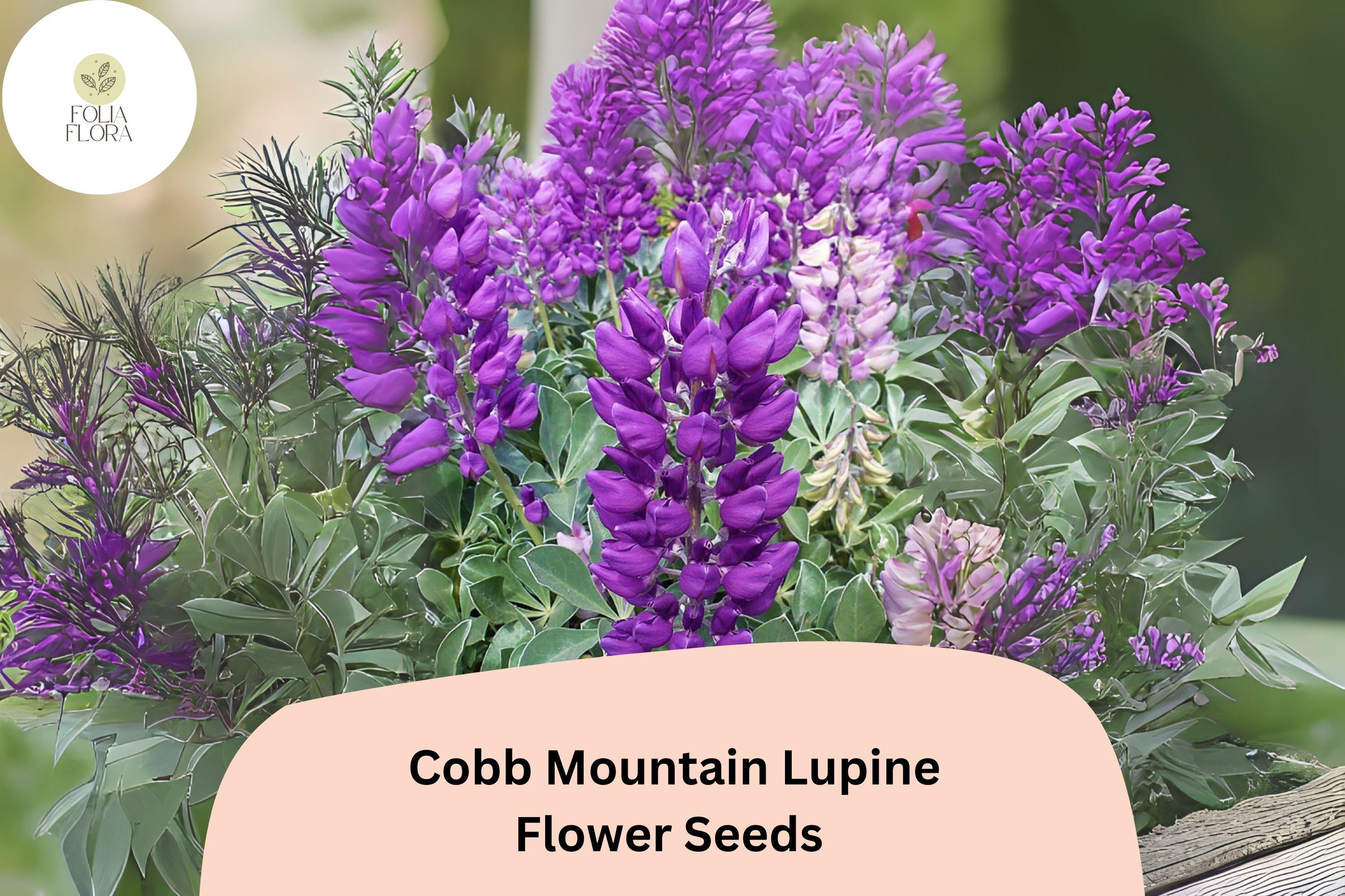 Cobb Mountain Lupine Seeds – Purple Flowering Perennial for Gardens, Borders, Pollinator Attractant, 25+ Seeds