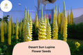 Lupinus â€˜Desert Sunâ€™ Lupine Seeds â€“ 25+ Bright Yellow & Orange Blooms for Garden Planting