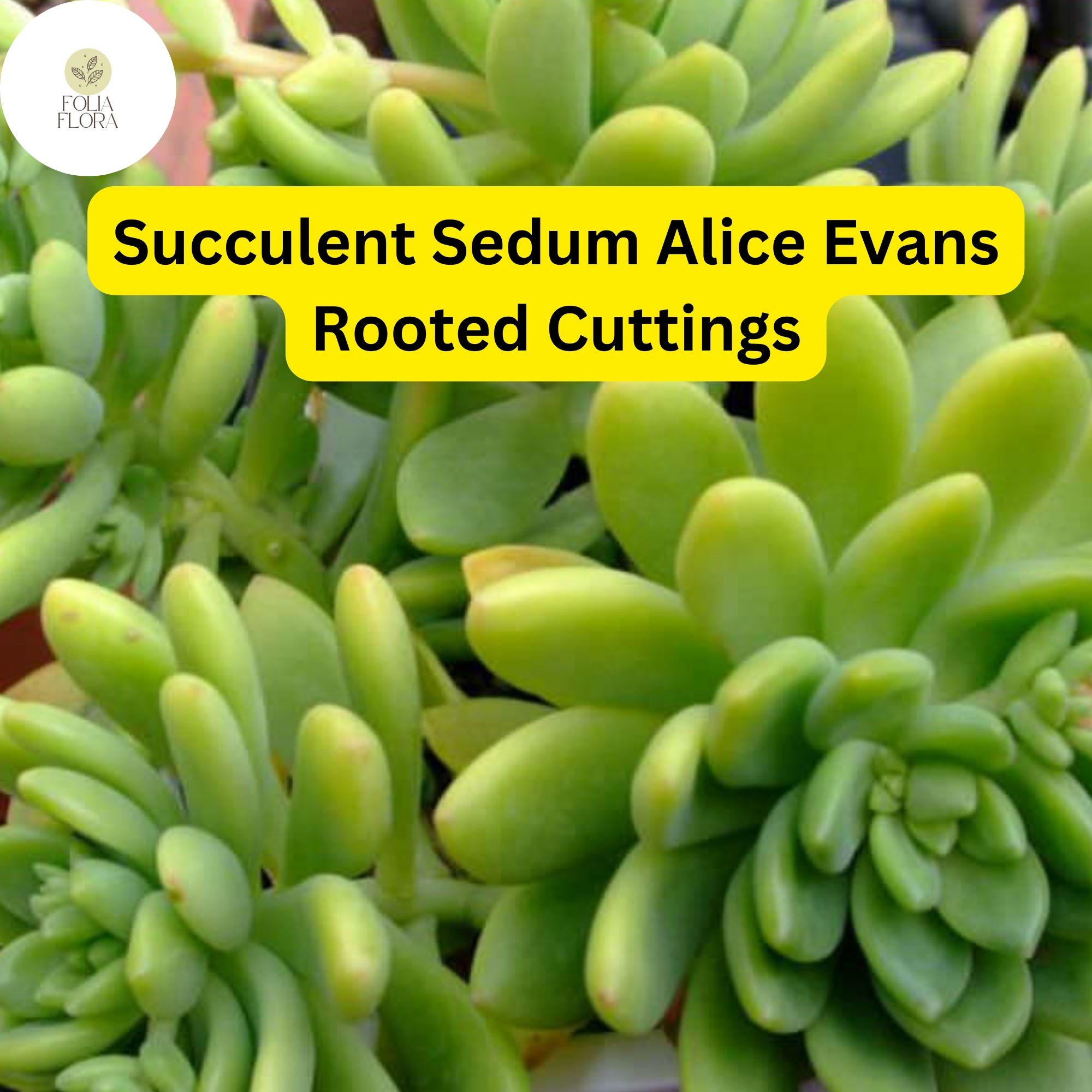 Sedum ‘Alice Evans’ Succulent Cuttings – Creamy Green Foliage, Drought-Tolerant, Trailing, Easy to Grow, USDA Zones 9-11