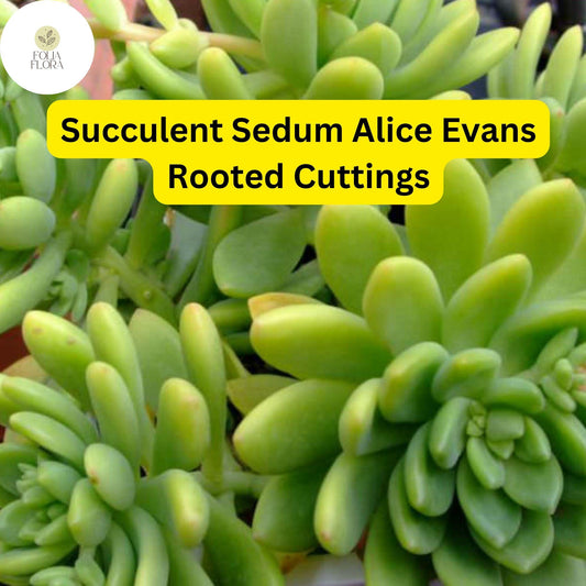 Sedum ‘Alice Evans’ Succulent Cuttings – Creamy Green Foliage, Drought-Tolerant, Trailing, Easy to Grow, USDA Zones 9-11