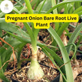 5 Bare Root Pregnant Onion Plants | Bulbous Succulent Houseplant