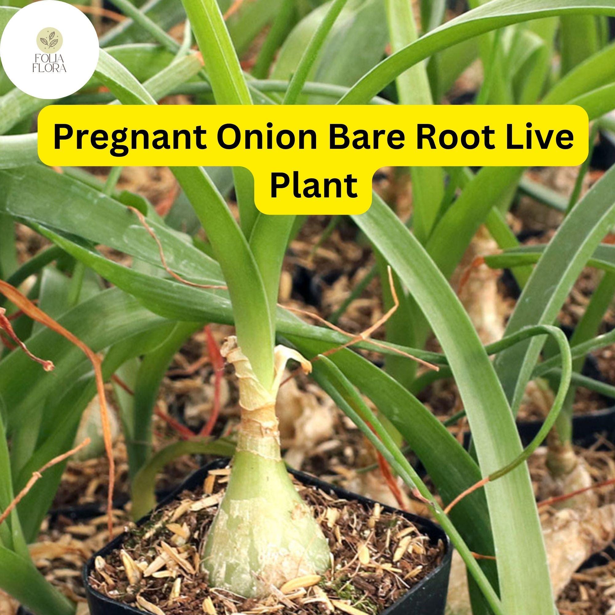 5 Bare Root Pregnant Onion Plants | Bulbous Succulent Houseplant