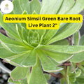 Aeonium simsii â€˜Greenâ€™ | 2 Bare Root 2" Live Succulent Plants | Rosette-Forming, Drought-Tolerant, Easy-Care Houseplant