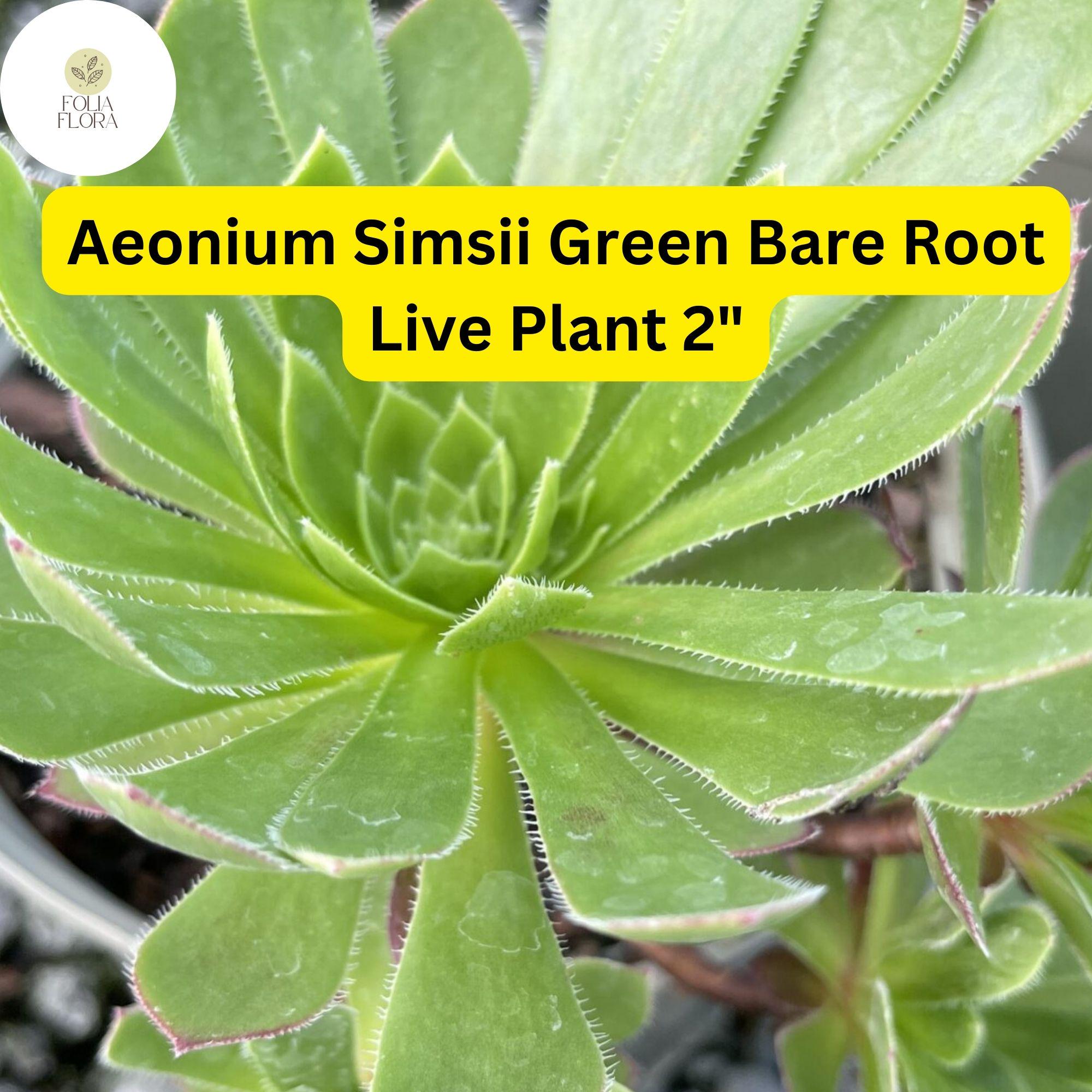 Aeonium simsii â€˜Greenâ€™ | 2 Bare Root 2" Live Succulent Plants | Rosette-Forming, Drought-Tolerant, Easy-Care Houseplant
