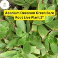 Bare Root Succulent Plants – Aeonium decorum ‘Green’ – Drought-Tolerant, Rosette-Forming, Easy-Care Indoor & Outdoor Plant