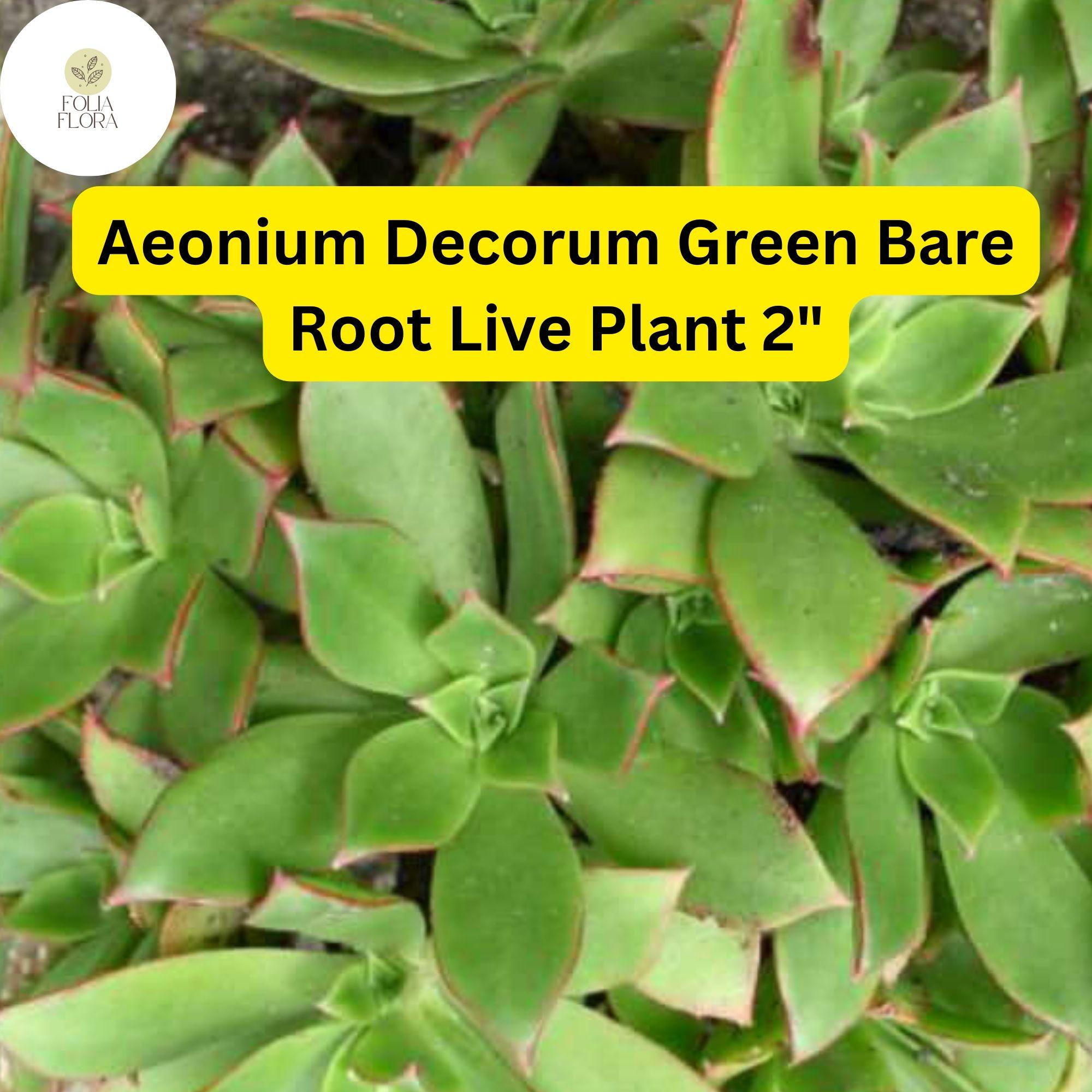 Bare Root Succulent Plants – Aeonium decorum ‘Green’ – Drought-Tolerant, Rosette-Forming, Easy-Care Indoor & Outdoor Plant