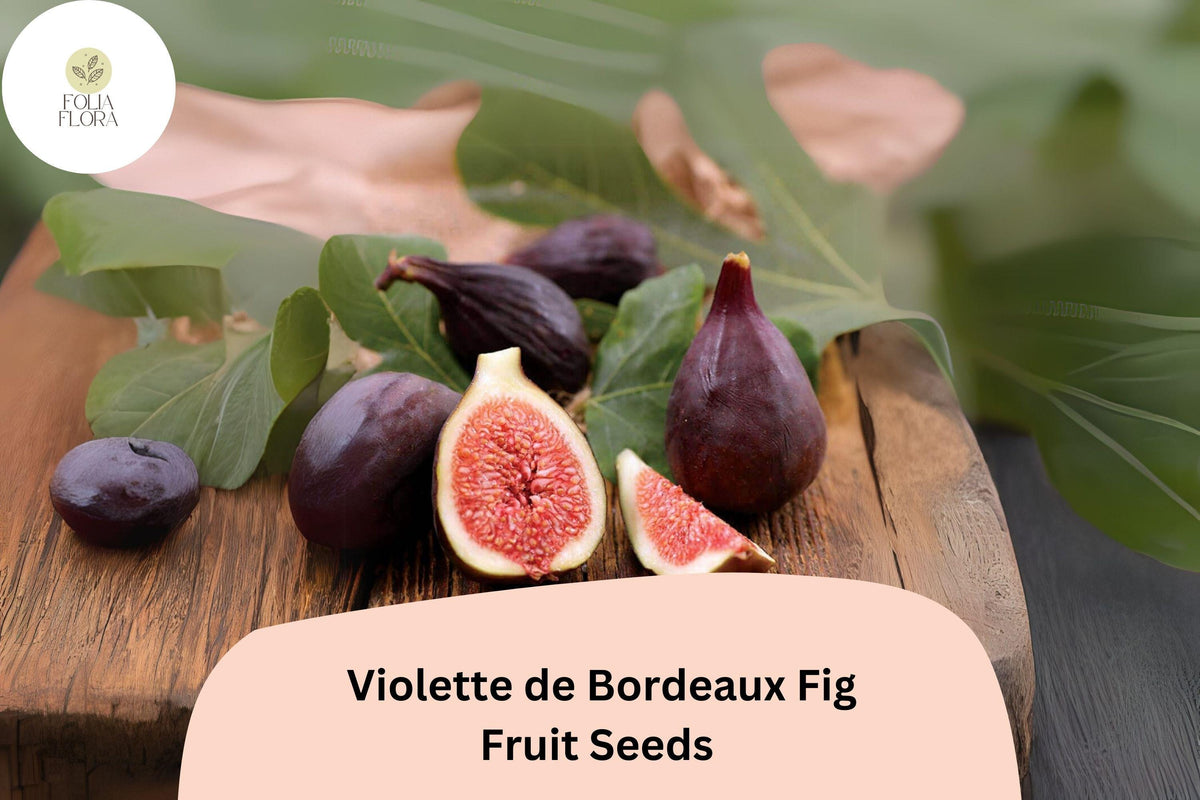 Violette de Bordeaux Fig Seeds – Heirloom Ficus carica with Deep Purple-Black Fruit and Red Flesh, Self-Pollinating, Drought-Tolerant
