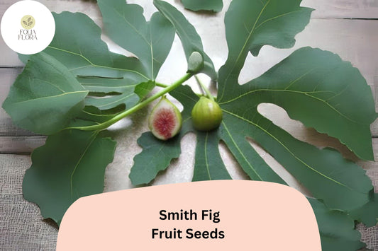 Smith Fig Seeds - 100+ Sweet Heirloom Ficus carica