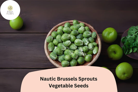 500+ Nautic F1 Brussels Sprouts Seeds â€“ High-Yield Hybrid for Garden & Fall Harvest