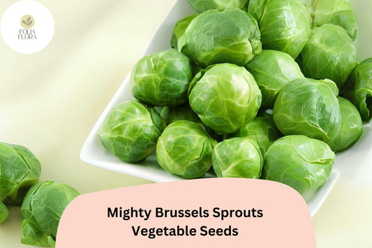 500+ Mighty Brussels Sprouts Seeds â€“ High-Yield, Cold-Hardy Variety for Garden
