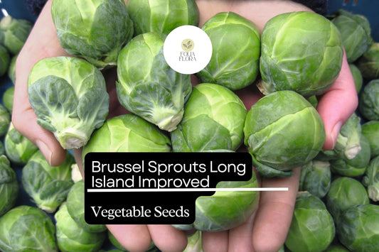 500+ Long Island Brussels Sprouts Seeds â€“ Heirloom, Cold-Hardy Variety for Garden