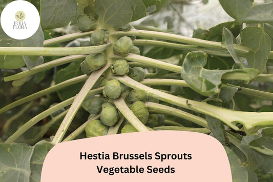 500+ Hestia Brussels Sprouts Seeds â€“ High-Yield, Sweet & Cold-Hardy Variety