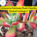 Fuzzy Succulent Cuttings | Echeveria Pulvinata 'Plush Chenille' | Red-Tipped Rosette Plant | Drought Tolerant
