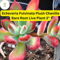 Echeveria 'Plush Chenille' Succulent | Fuzzy Green-Red Leaves | Bare Root 3" Plant