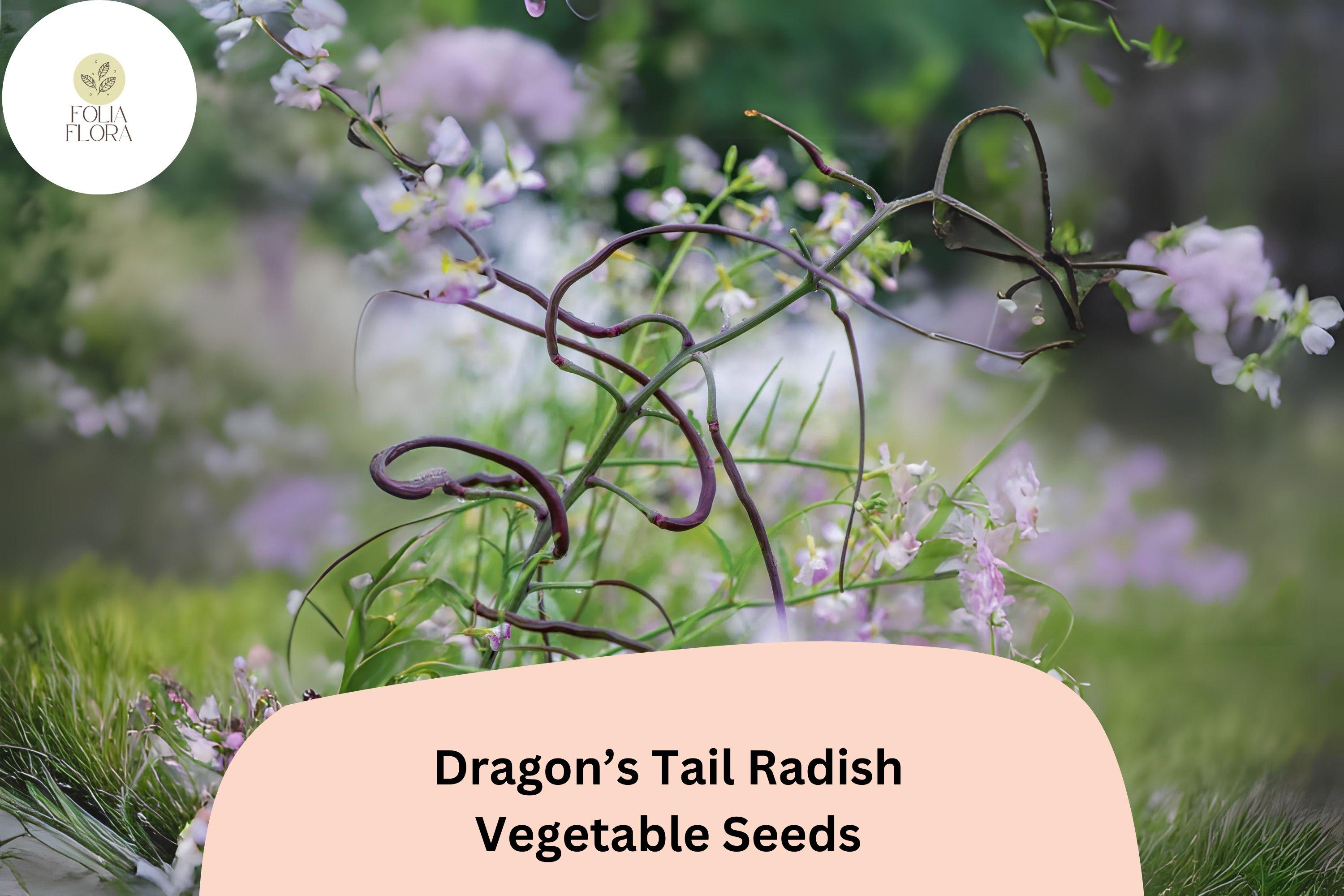 500+ Dragon's Tail Radish Seeds – Edible Purple Seed Pods, Heirloom, Spicy & Crisp, Heat-Tolerant, Fast-Growing, Summer Garden
