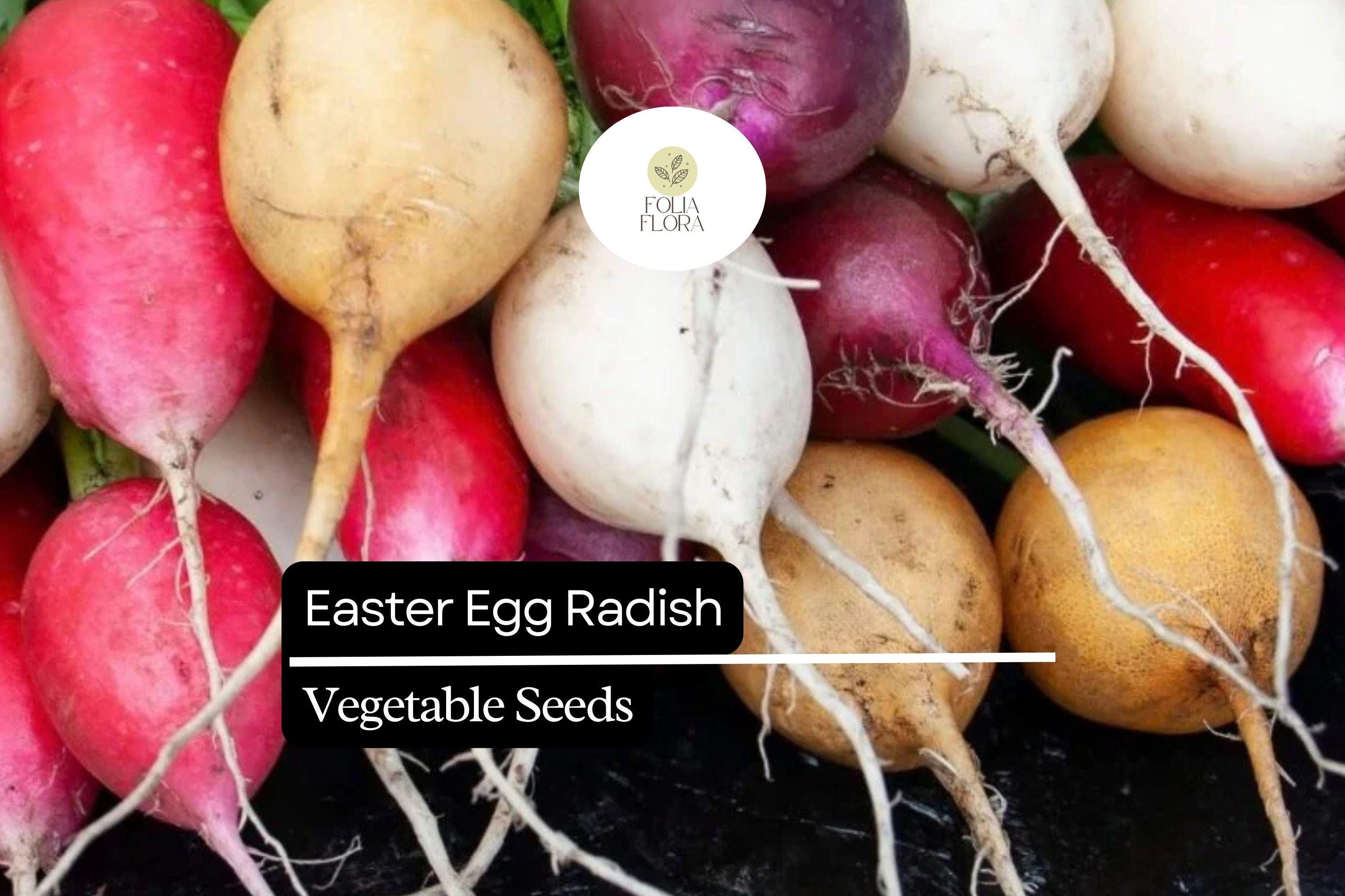 500+ Easter Egg Radish Seeds â€“ Colorful Heirloom Blend, Fast-Growing & Crisp