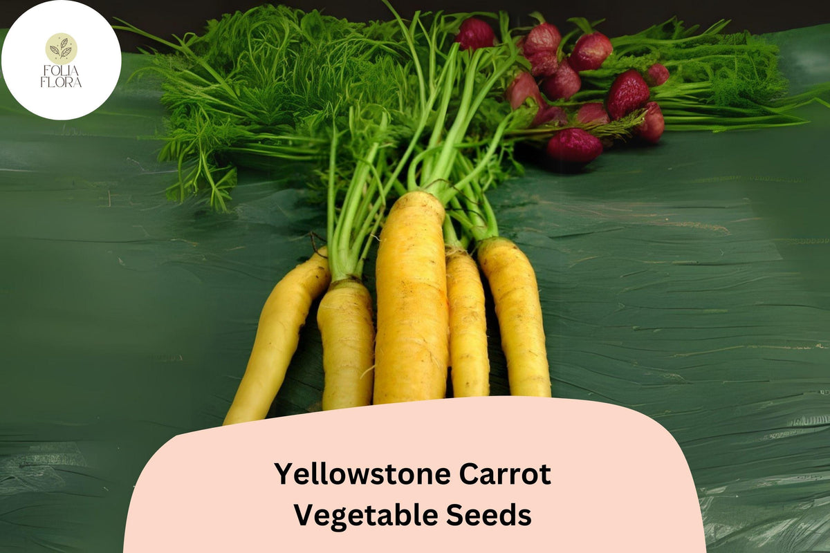1000+ Yellowstone Carrot Seeds â€“ Heirloom, Sweet & Tender Yellow Carrots