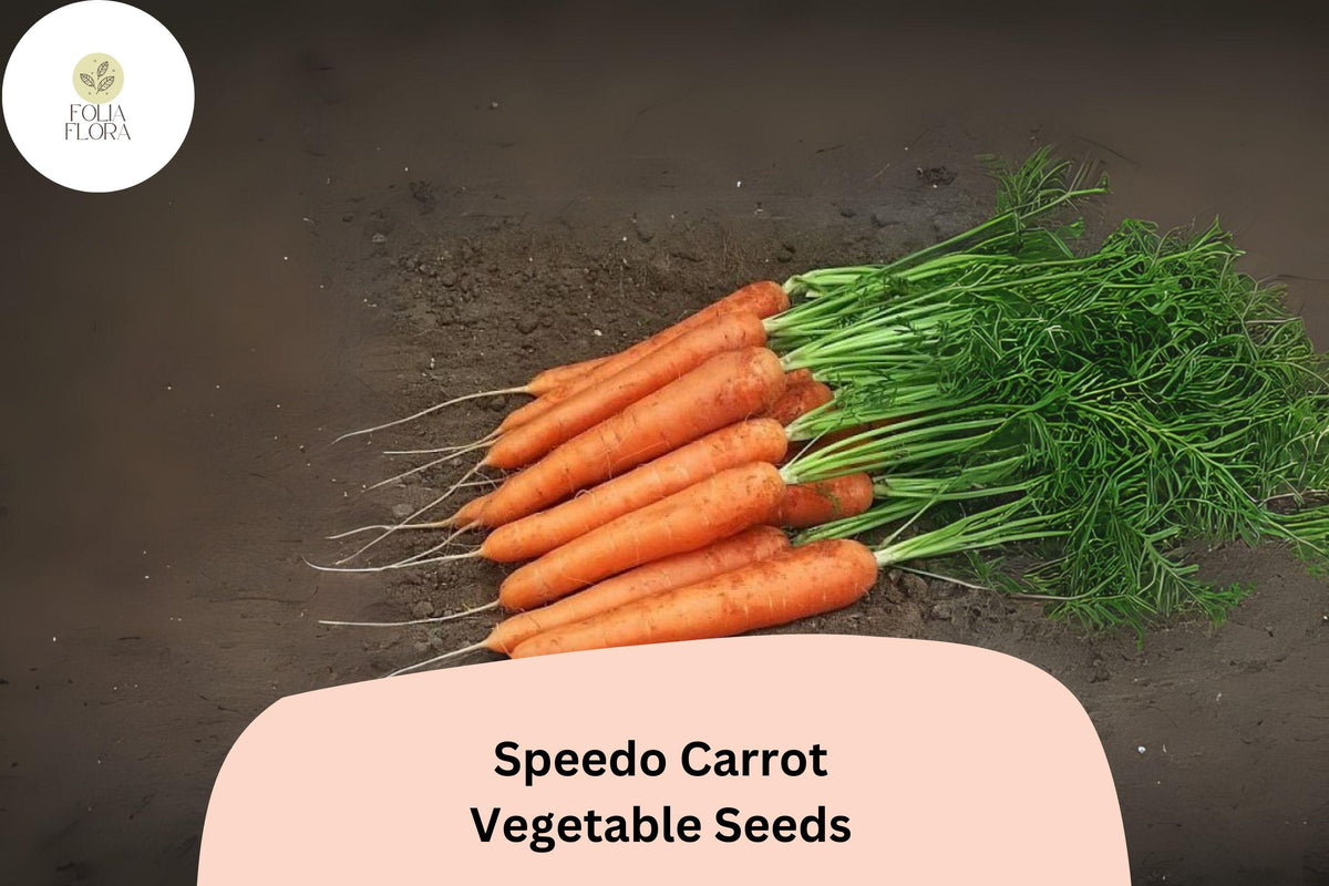 1000+ Speedo Carrot Seeds â€“ Fast-Growing, Sweet & Tender Variety