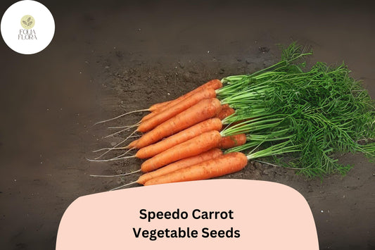 1000+ Speedo Carrot Seeds â€“ Fast-Growing, Sweet & Tender Variety