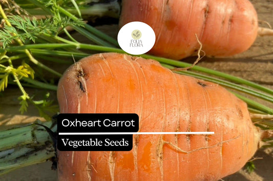 1000+ Oxheart Carrot Seeds â€“ Heirloom, Short & Thick, Sweet and Tender