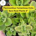 Plectranthus tomentosa – Vicks Plant Fragrant Succulent Bare Root 2 Pack | Aromatic Fuzzy Leaves Indoor Garden