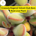Crassula Rogersii 'Velvet Club' Succulent | Fuzzy Texture, Easy Care (Live Bare Root)