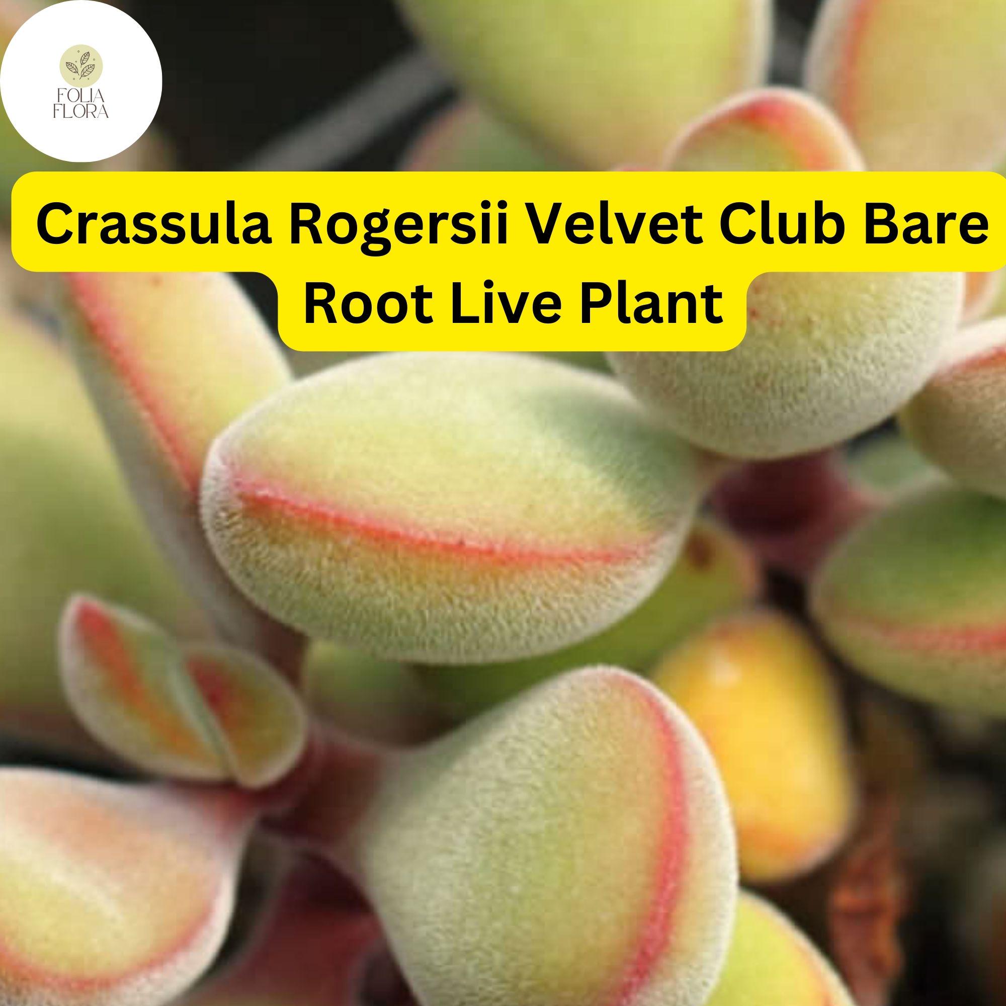 Crassula Rogersii 'Velvet Club' Succulent | Fuzzy Texture, Easy Care (Live Bare Root)