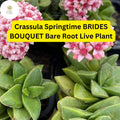 Crassula Springtime Succulent Bare Root Pink Flowers Compact Houseplant Easy-Care