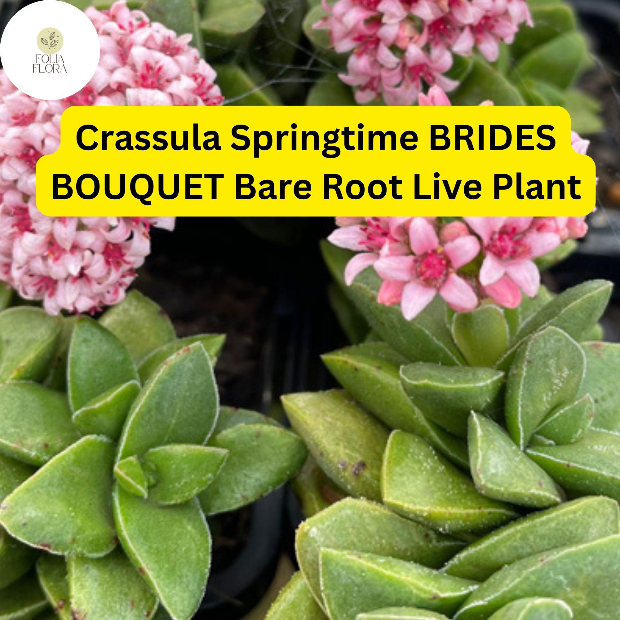Crassula Springtime Succulent Bare Root Pink Flowers Compact Houseplant Easy-Care