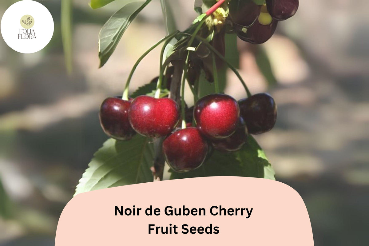 10+ Noir de Guben Cherry Seeds â€“ Rare, Sweet, Juicy Black Cherry Tree
