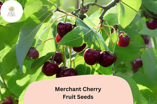10+ Merchant Cherry Seeds â€“ Sweet, Juicy, Early-Ripening Red Cherry Tree
