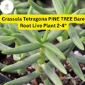 Crassula Tetragona 'Pine Tree' Succulent | Live Bare Root Plant | Drought-Tolerant, Tree-Like Green Succulent