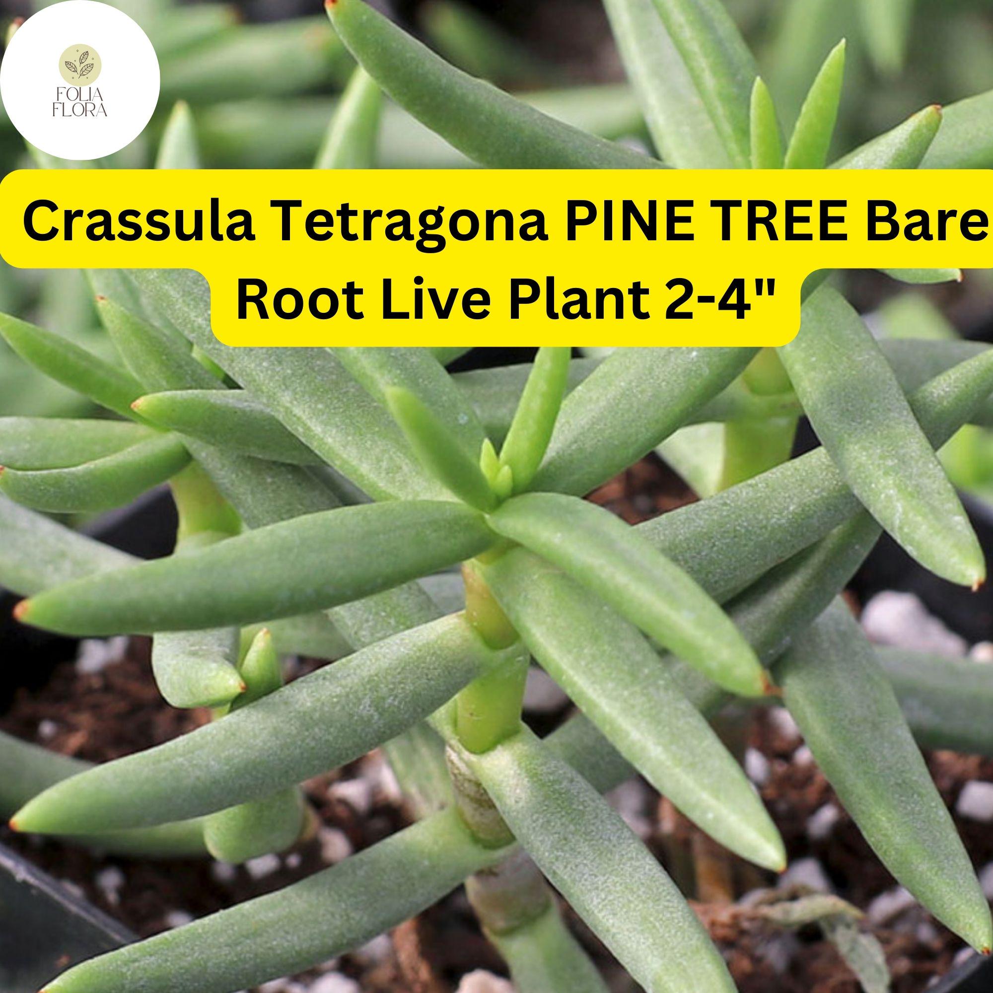 Crassula Tetragona 'Pine Tree' Succulent | Live Bare Root Plant | Drought-Tolerant, Tree-Like Green Succulent