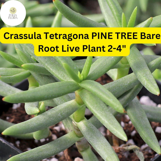 Crassula Tetragona 'Pine Tree' Succulent | Live Bare Root Plant | Drought-Tolerant, Tree-Like Green Succulent