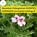 Geranium Pelargonium â€˜Scented Variegatedâ€™ | 3 Live 6â€ Unrooted Cuttings | Fragrant, Easy-Care Flowering Plant, Unique Foliage